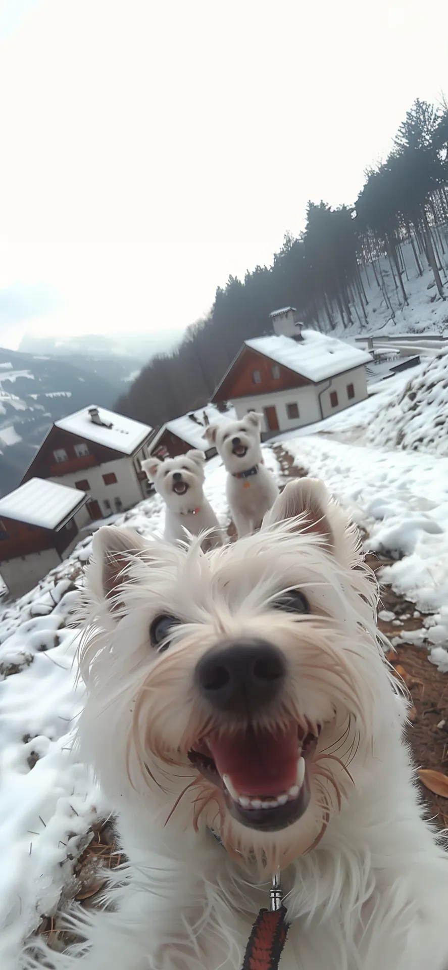 Funny Husky Pack Snow Selfie Winter Village Phone Wallpaper